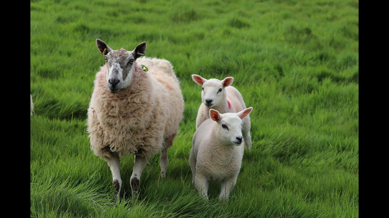 羊的叫声2   sheep cry 2