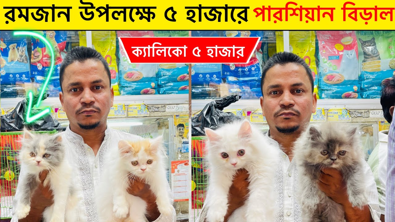 পবিত্র মাহে রমজান উপলক্ষে কমিয়ে দিলো বিড়ালের দাম | ৫ হাজারে মিলবে পারশিয়ান বিড়ালের বাচ্চা 2026