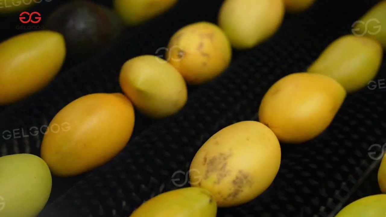 Mango Washing Waxing And Grading Line