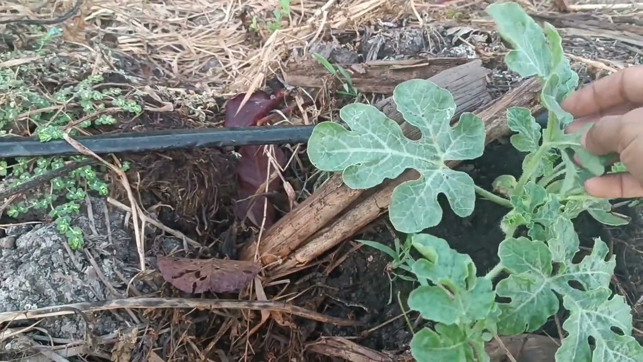 CONTROL DE LA MOSQUITA BLANCA #sandias #campo #insecticidas #plagas #frutas #riegoporgoteo