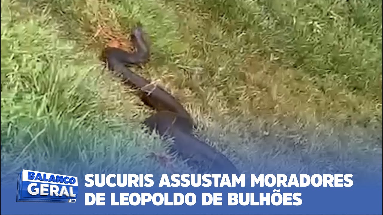 SUCURIS ASSUSTAM MORADORES DE LEOPOLDO DE BULHÕES