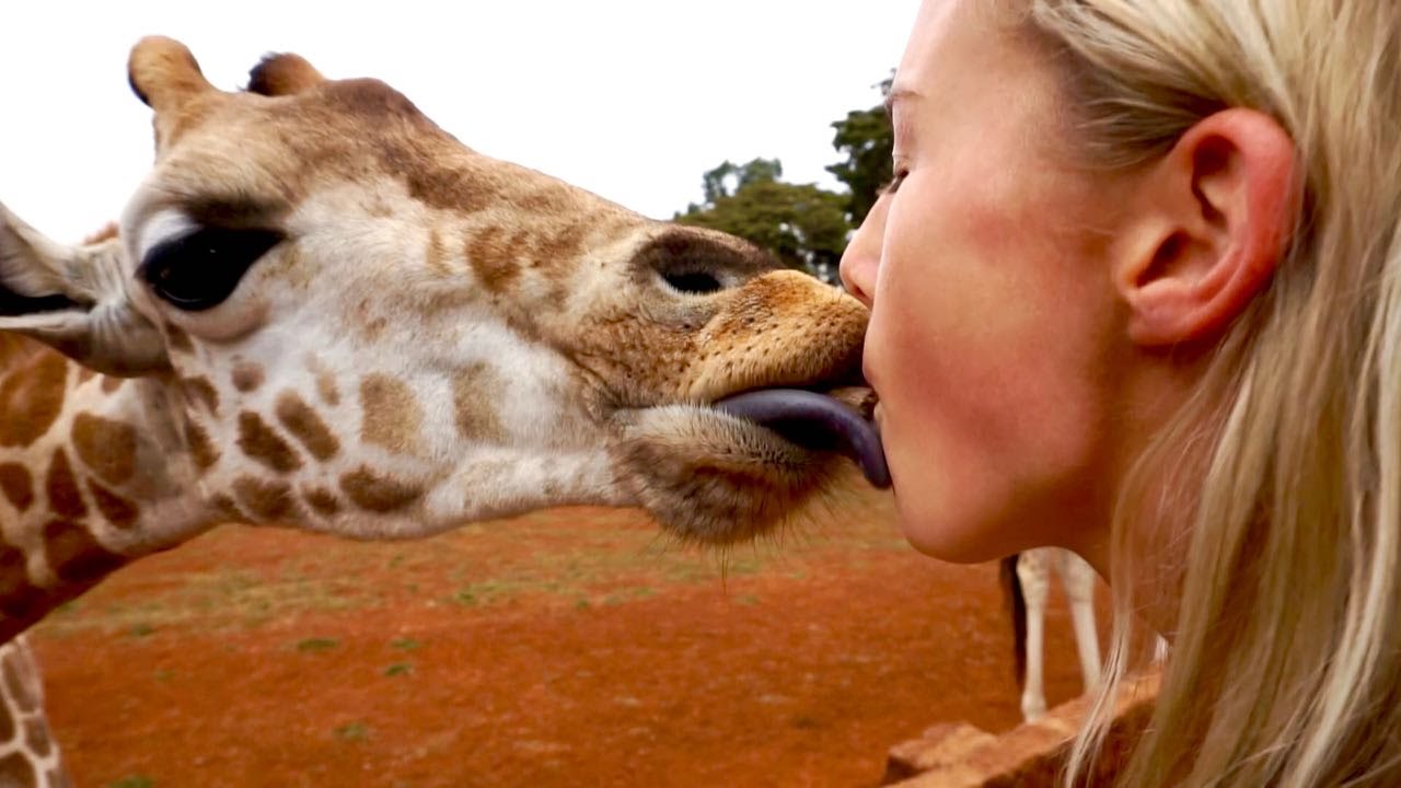 Staying At Giraffe Manor | Nairobi, Kenya