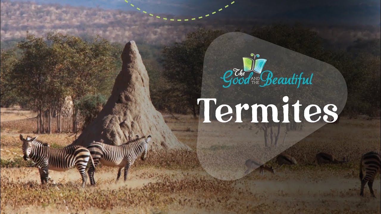 Termites | Arthropods | The Good and the Beautiful
