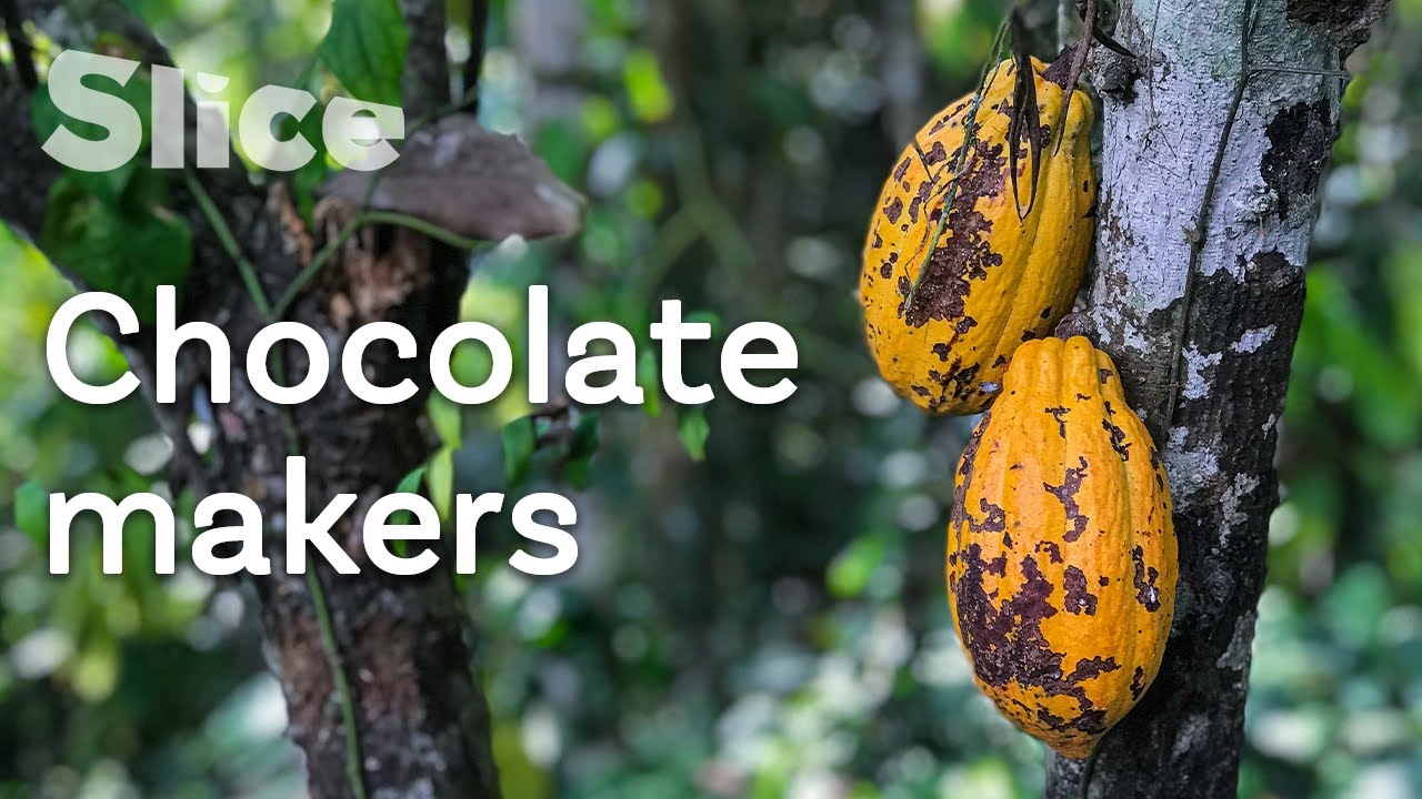 Cocoa farming in Cuban lands | SLICE