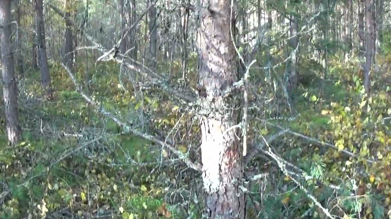 Karu totuus jalostetuista männynsiemenistä
