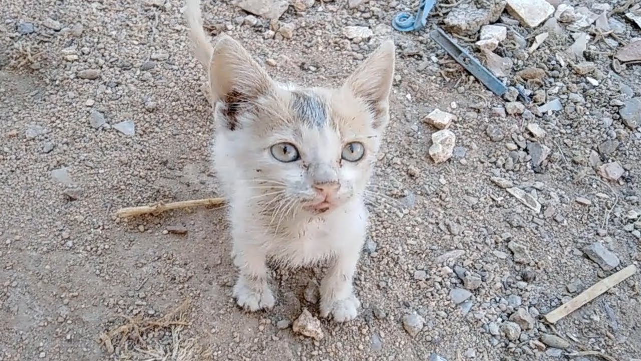 Hungry kitten rescued by me today
