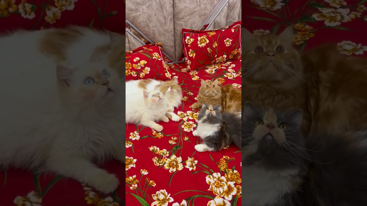 Billu jii ne plambar ko pita #billucomedy #billufun #cat #catvideos #youtubeshorts #catcomedy #cats