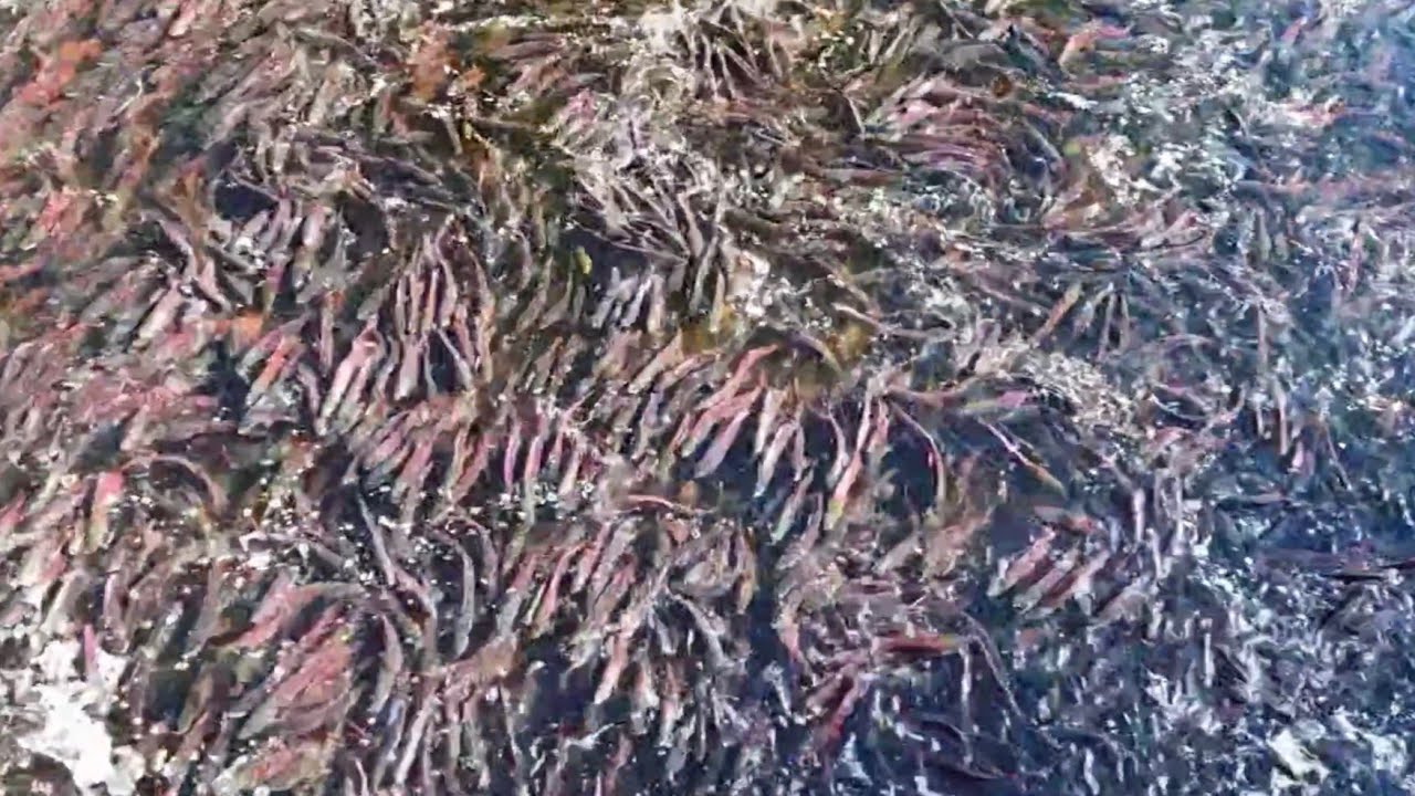CRAZY Salmon Run. Fulton River Spawning Channel. British Columbia 