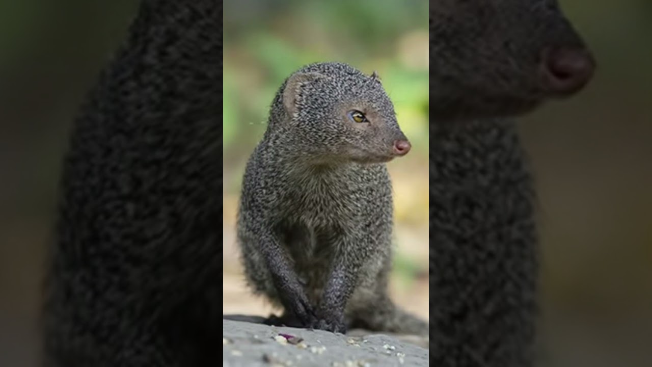 Mongoose sound