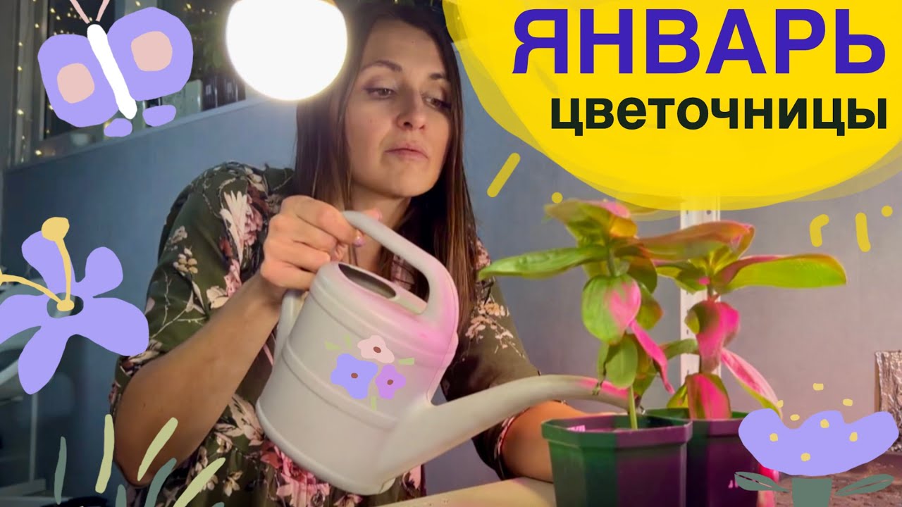 КАК ПЕРЕЖИТЬ ЯНВАРЬ! ДОСТАЮ ГЕОРГИНЫ! Цинии ЦВЕТУТ! #милыйдом