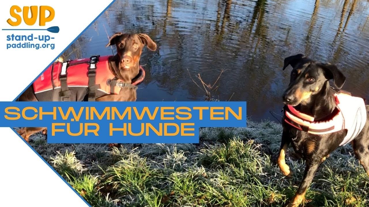 Hundeschwimmwesten Test: 4 SUP Schwimmwesten für Hunde (Bestenliste)