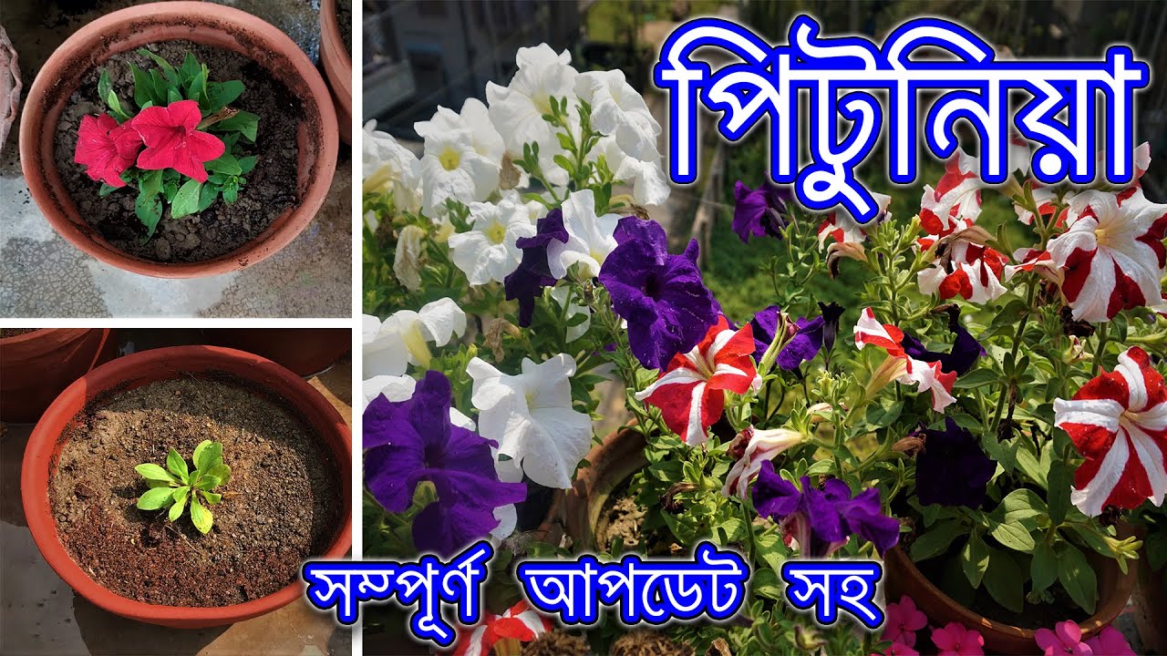 পিটুনিয়া ফুল গাছের চারা থেকে ফুল ধরা ( সম্পূর্ণ ভিডিও, সাথে পরিচর্যা )/ Petunia-complete care guide