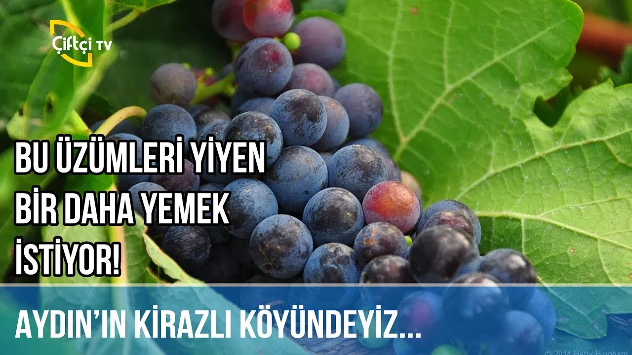 Bu Üzümleri Yiyen Bir Daha Yemek İstiyor! -BENİM MEMLEKET