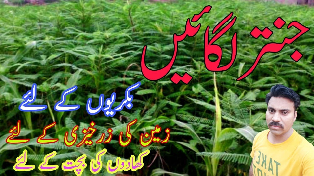 How to grow janter crop |Sesbania /Dhaincha /Jantar |جنتر کی کاشت کا طریقہ