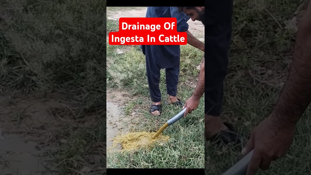 Drainage Of Ingesta In Cattle🐄||Dr Hafiz Nadeem Ur Rehman #vet #animals #viralshort