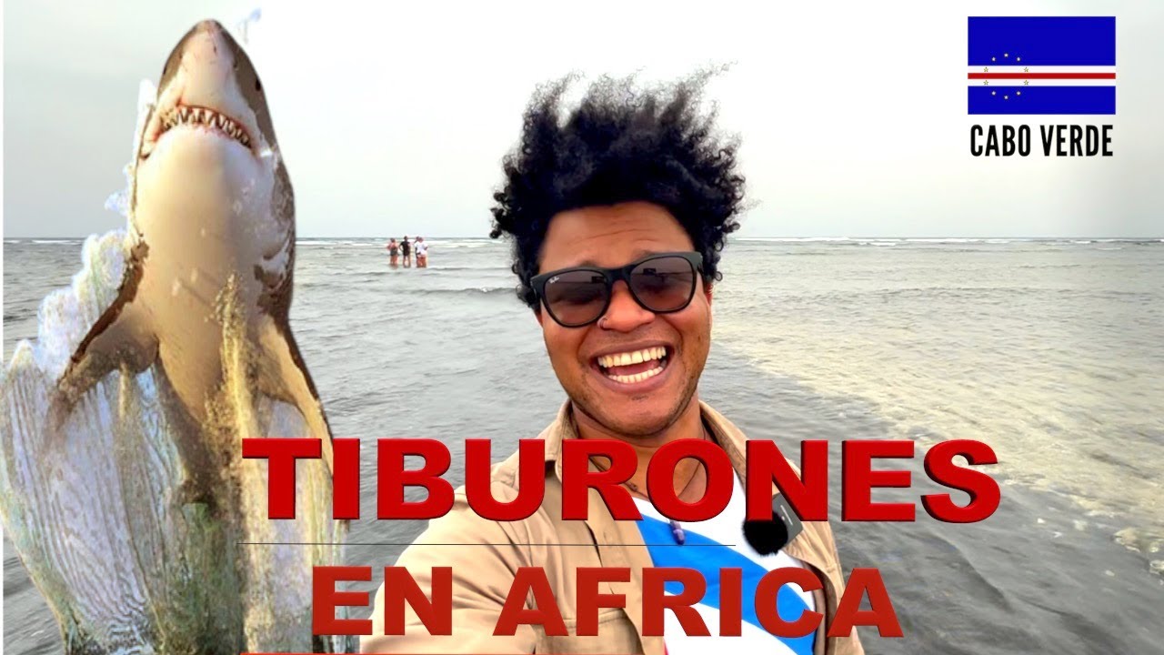 🦈 Baños con Tiburones, Cabo Verde Isla de sal 🇨🇻 #Shark #Viajes #ElCubanoViajero