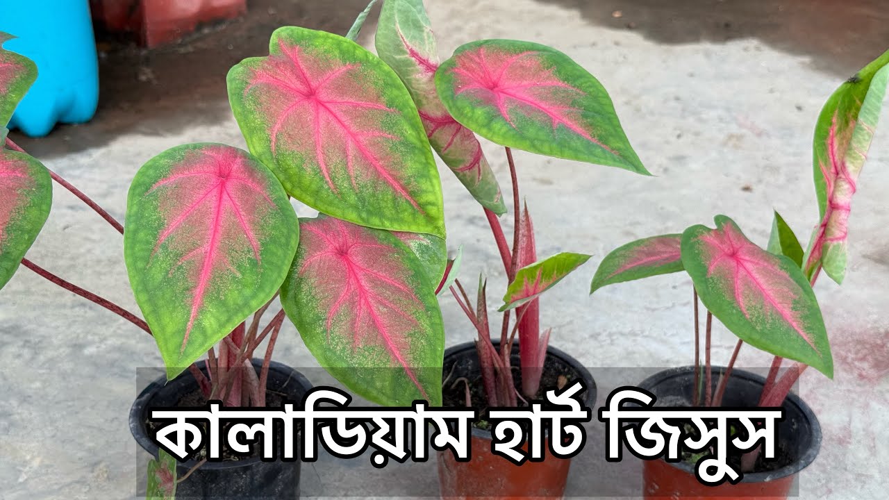 ক্যালাডিয়াম বা রঙিন কচু গাছের সহজ পরিচর্যা ও যত্ন | Caladium Plant Care Tips Bengali | Gardening 