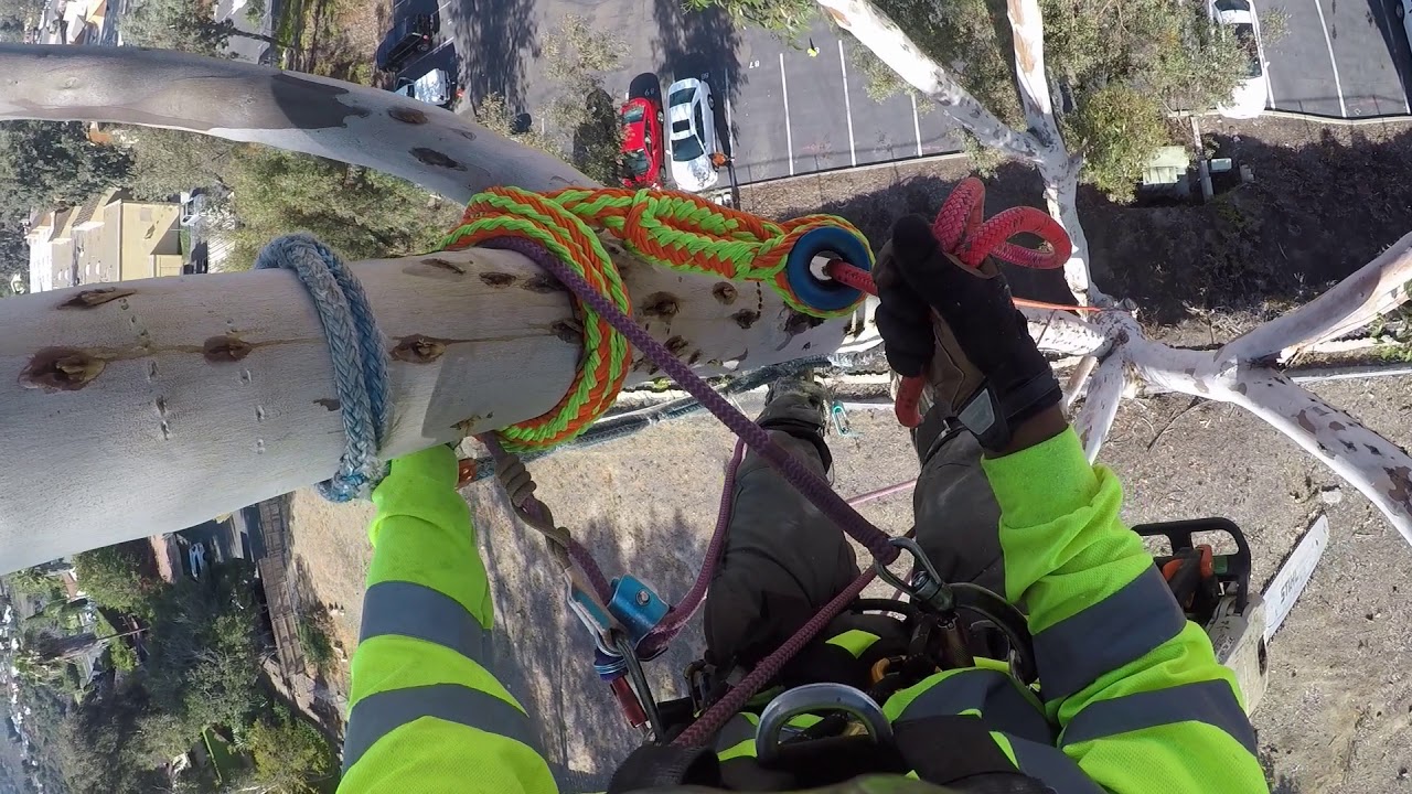 Tala de eucalipto controlado con sogas ,carruchas