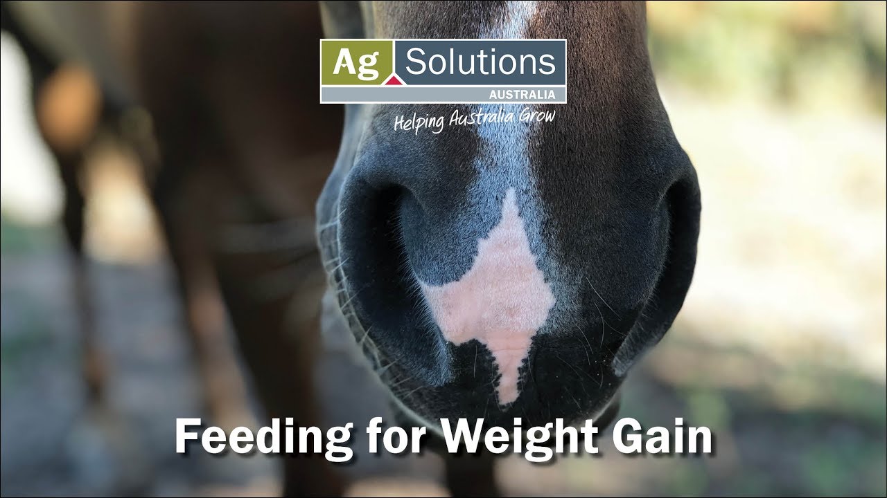 Feeding for Weight Gain