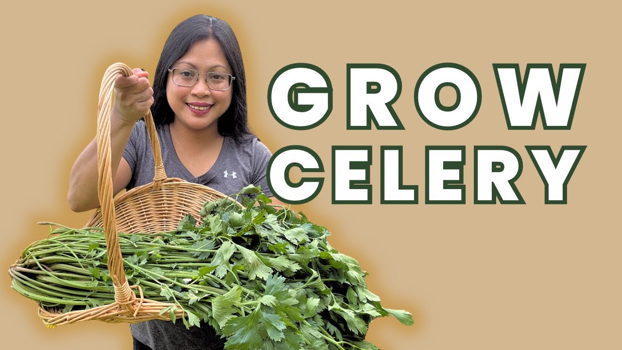10 Tips to Grow Celery in a Small Space Garden