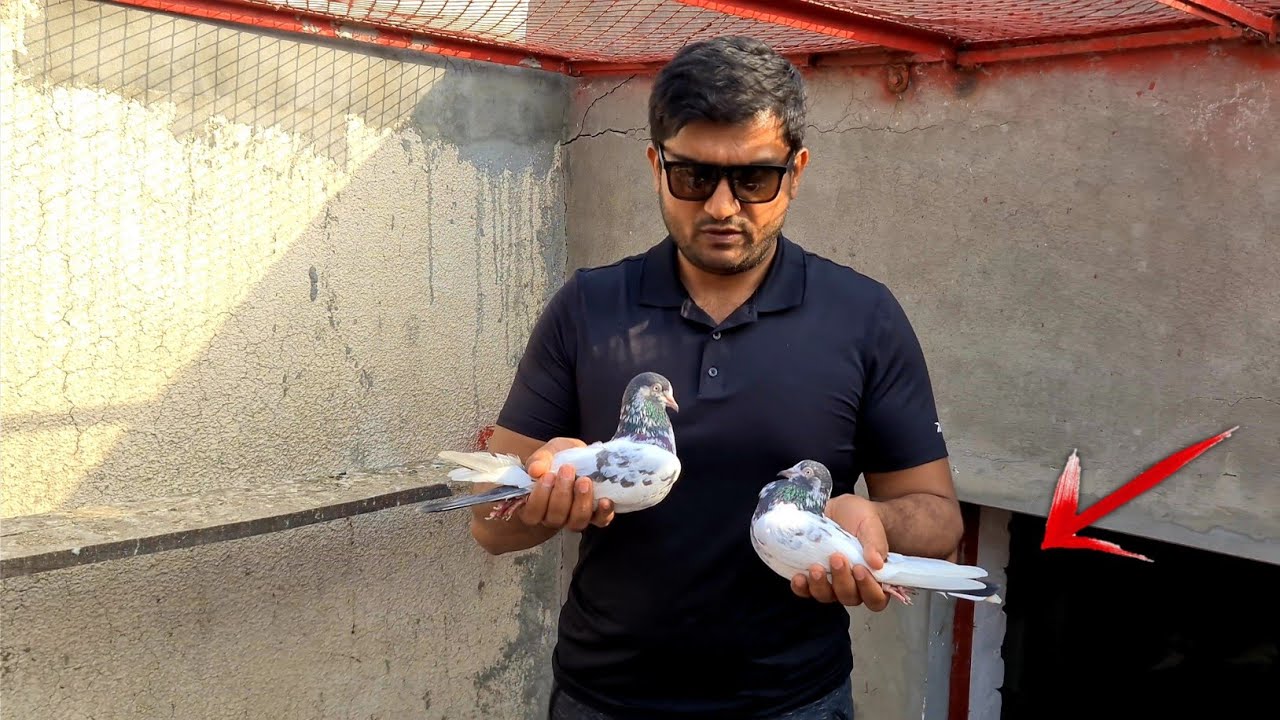 Kanto Walay Teddy Kabootar | Ch Sakhi Muhammad Bhatti Pigeons
