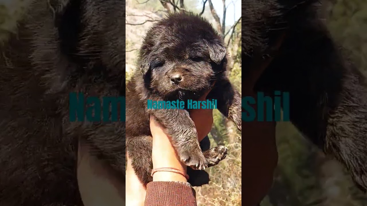 male bhotia dog  टॉप क्वालिटी 