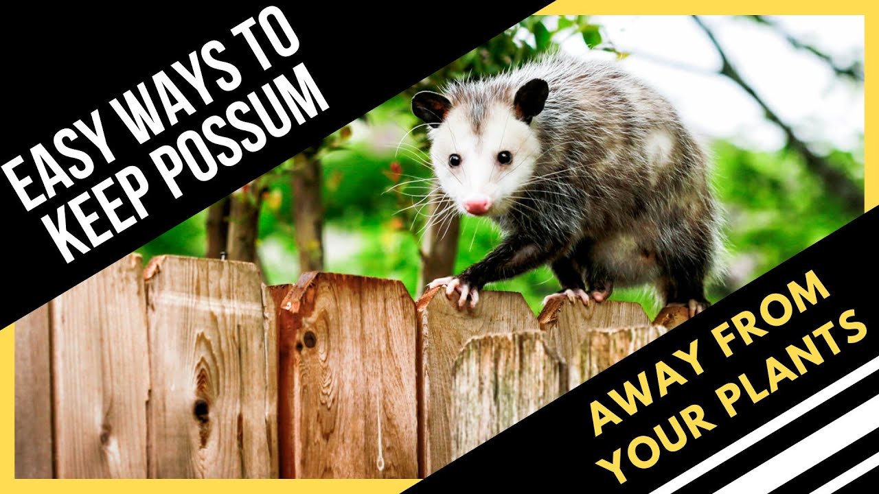 How To Keep Possums Away From Your Plants - Easiest Ways