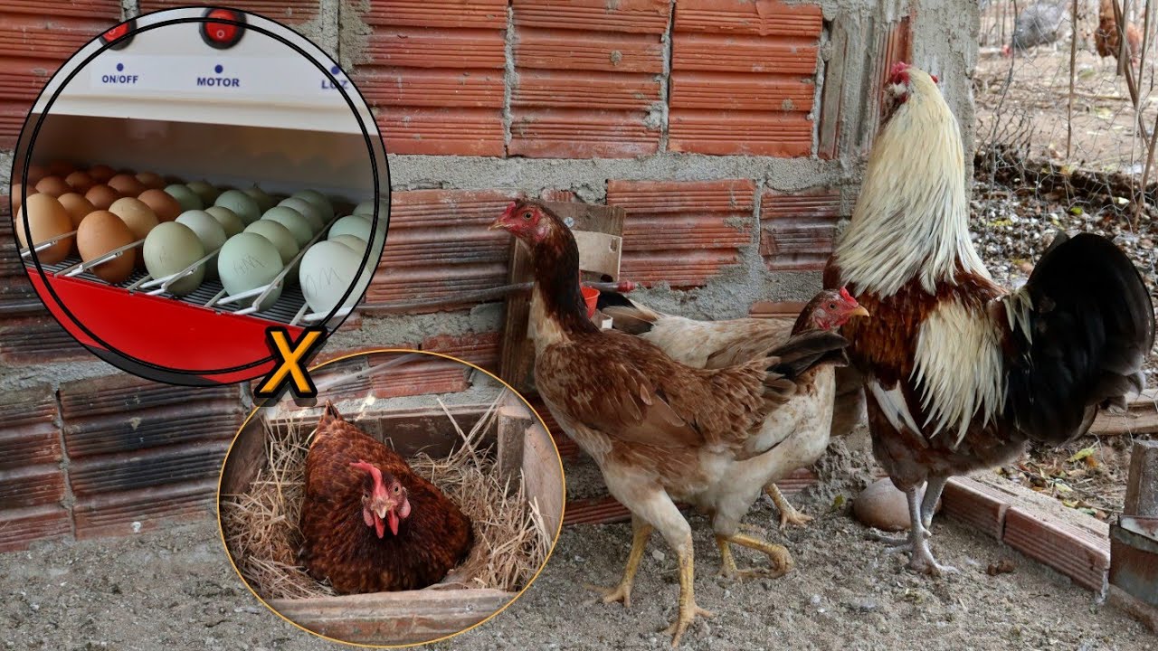 Galinha nova na Granja 🤠 🥚 Chocadeira vs Galinha