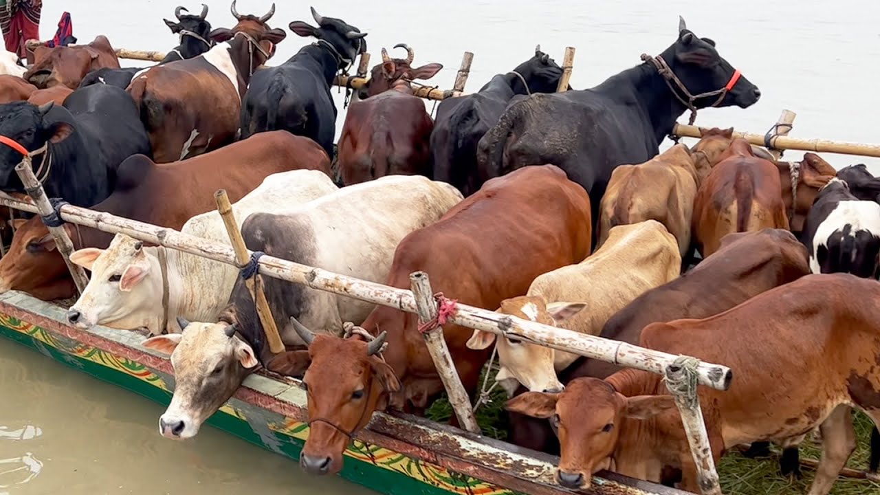 cow unloading, cow videos, cow video, big cow, goru hamba cow, Ep - 328