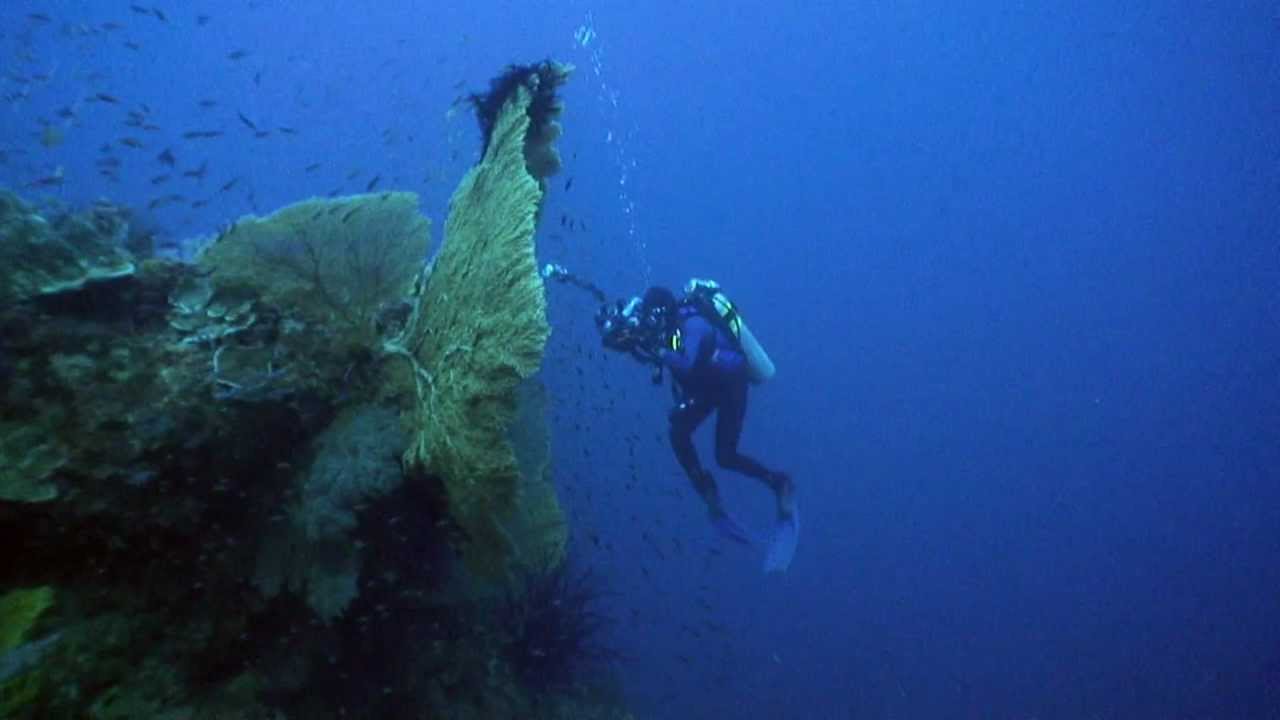 Tubbataha - A World Heritage Site