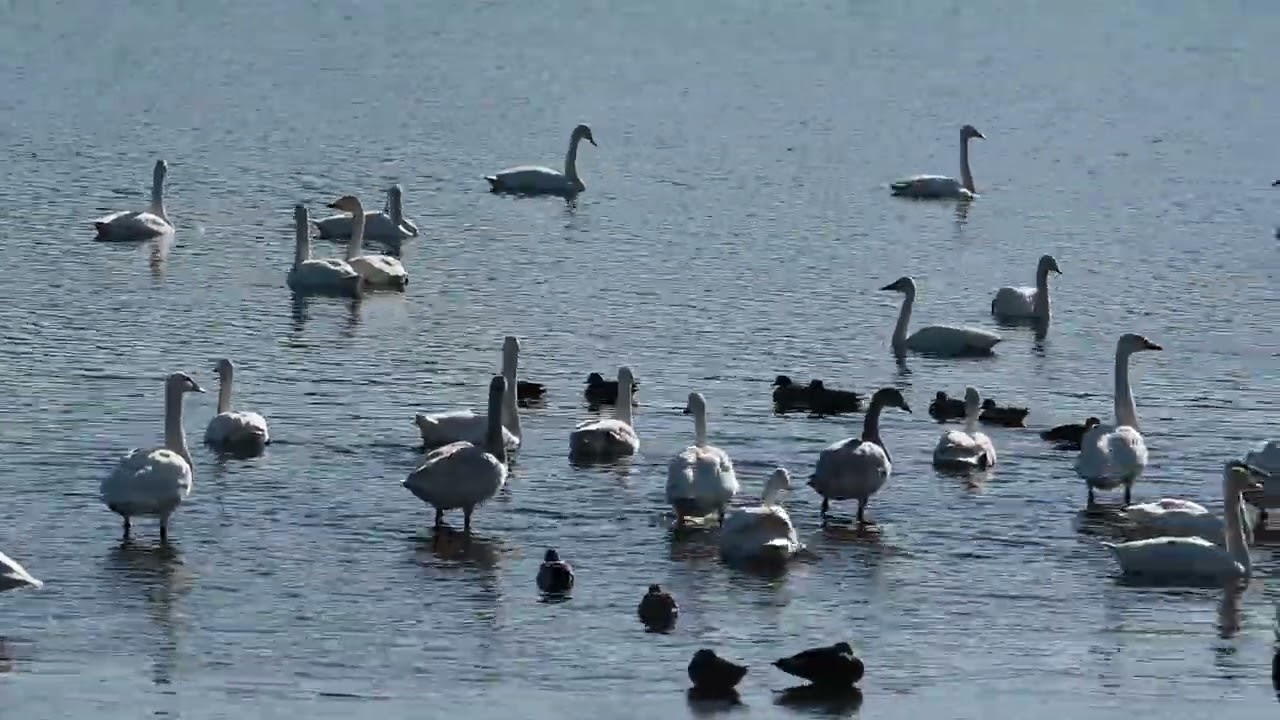 20260110 多々良沼白鳥