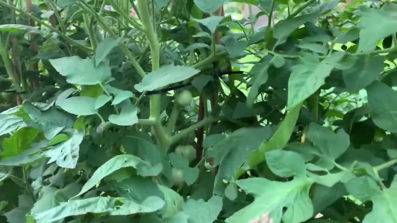 Full Garden Tour 2025