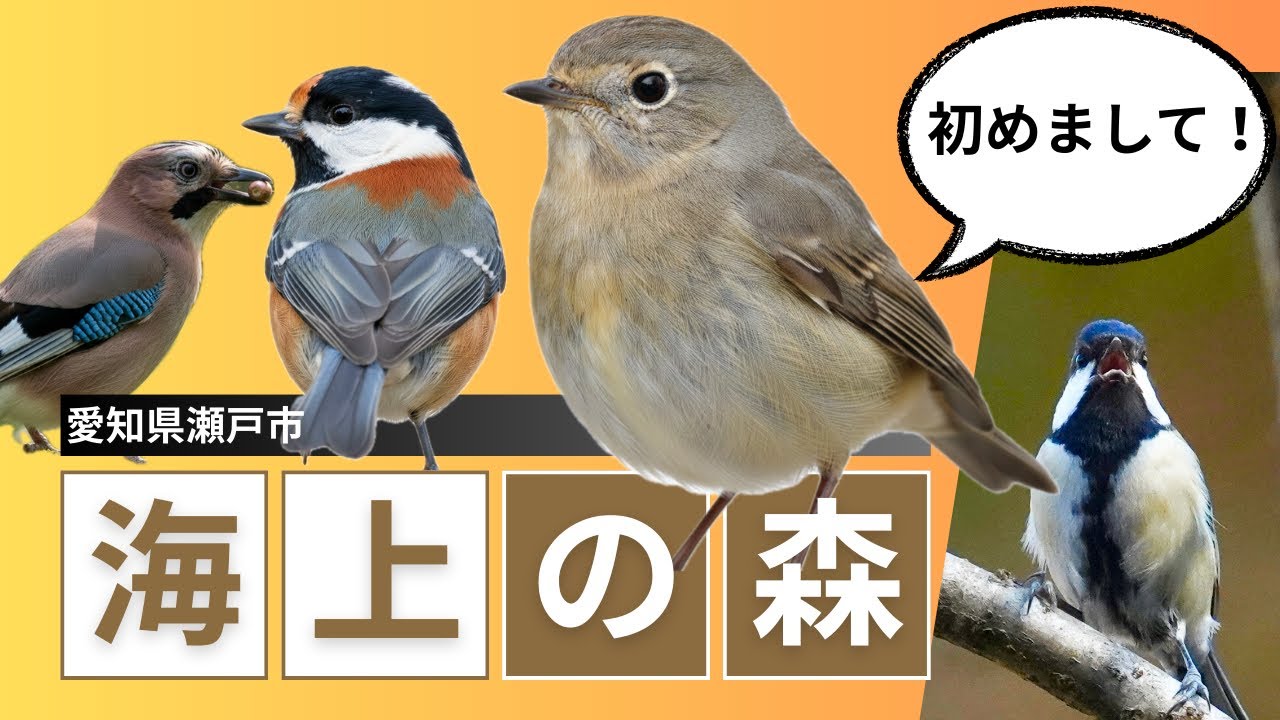 【野鳥観察】こんな世界があったんだ！1月に海上の森で野鳥初撮影|ルリビタキ・シジュウガラ・ヤマガラなどわりと身近な鳥たち