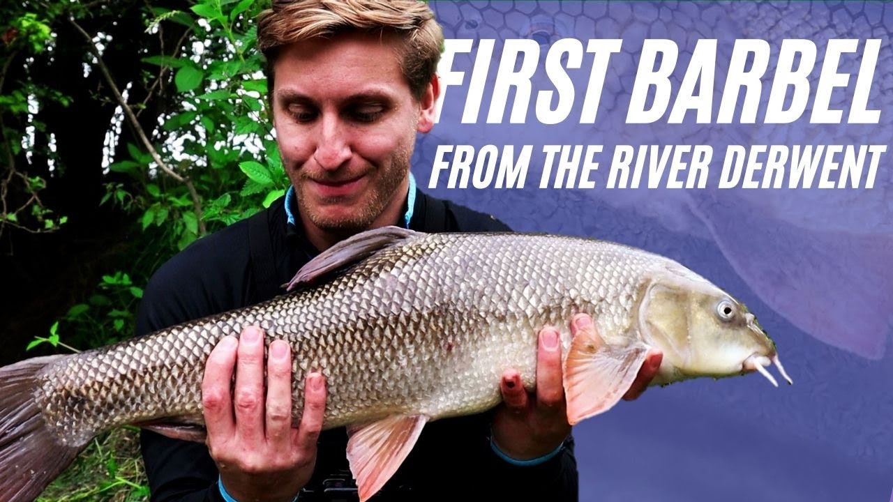 My Biggest Yorkshire Barbel while Fishing on the River Derwent