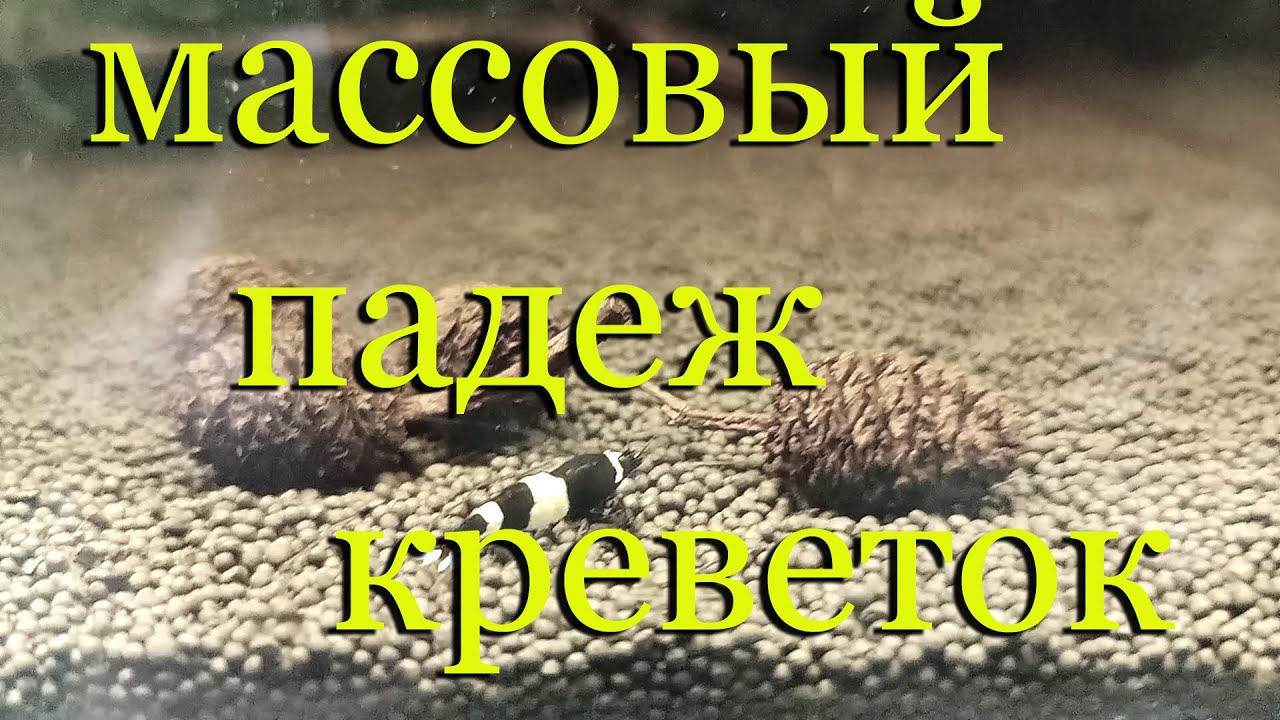 Почему умирают гибнут креветки в аквариуме? Массовый падёж креветок. Что делать, как и чем лечить?