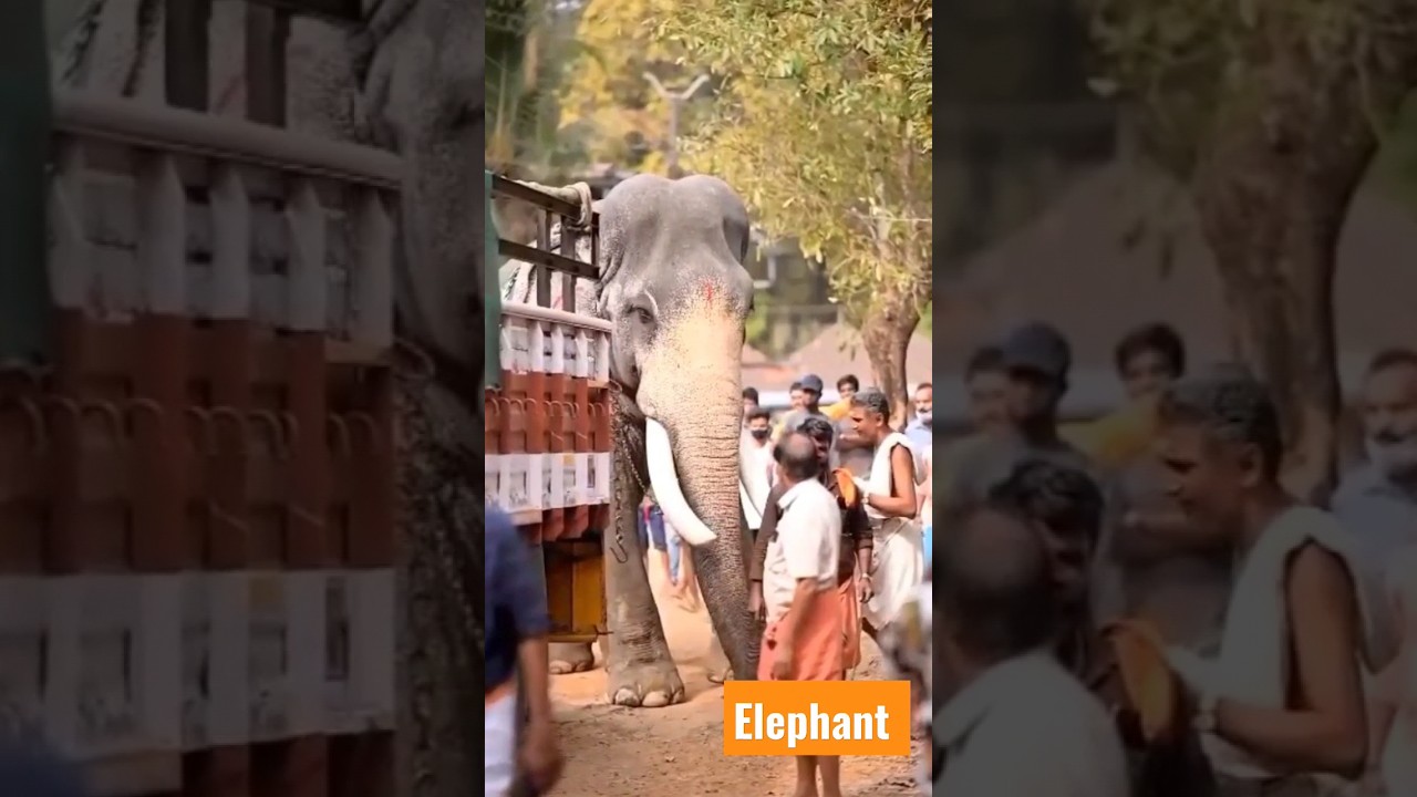 elephant #kerala360 #elephant