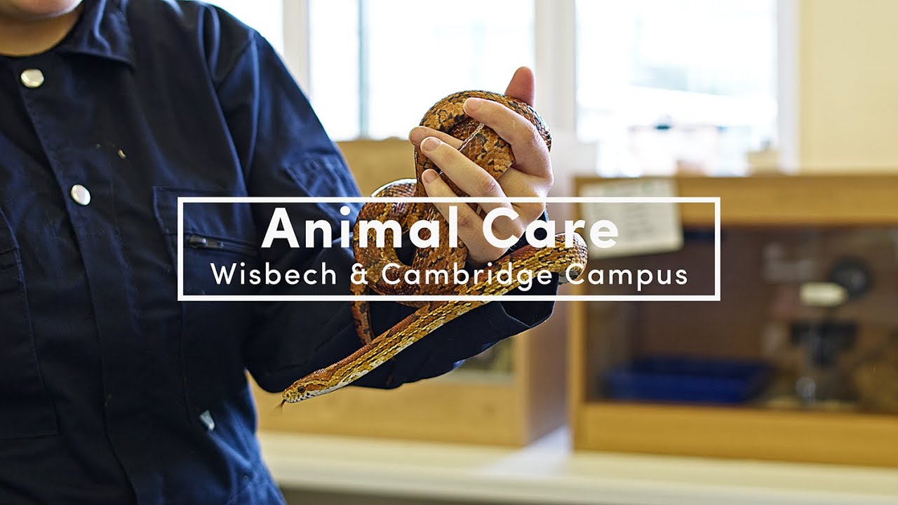 CWA Animal Care at Cambridge and Wisbech campuses