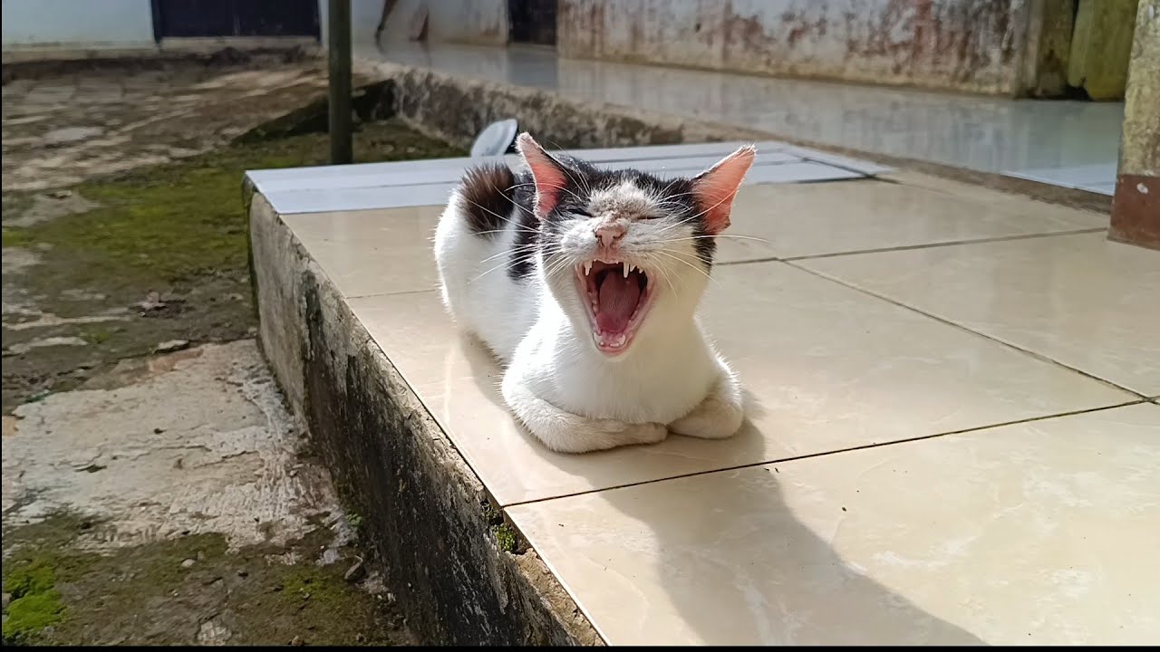 길고양이 한 마리 - 너무 귀엽다