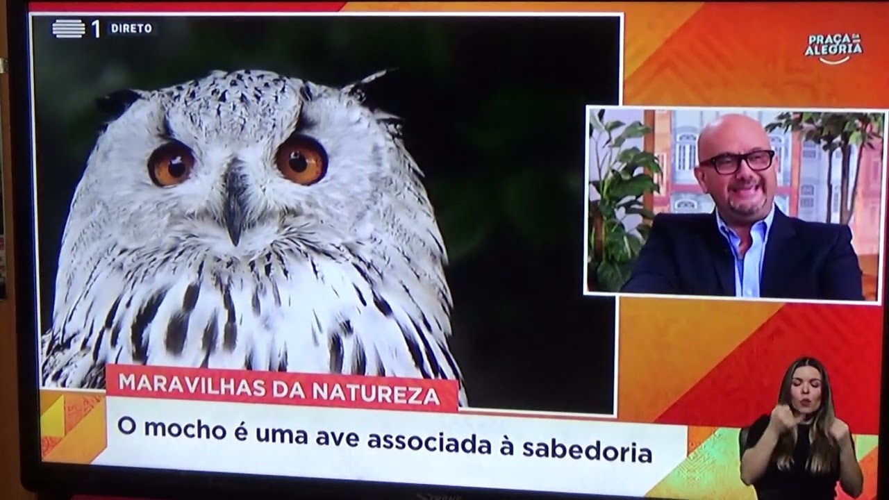 @antoniomouraotv 18 ABRIL 2025 - LUÍS HENRIQUE PEREIRA ( Vida Selvagem -Mocho ) .