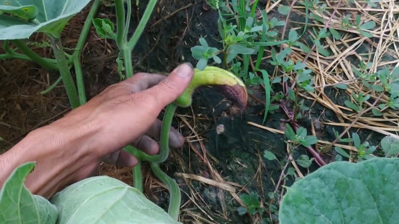 cách khắc phục bầu bị teo héo và vàng trái