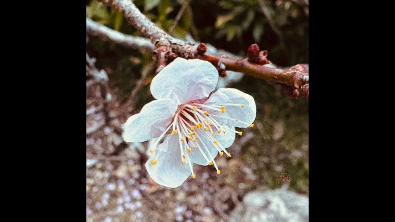 Kihate - Winter plum