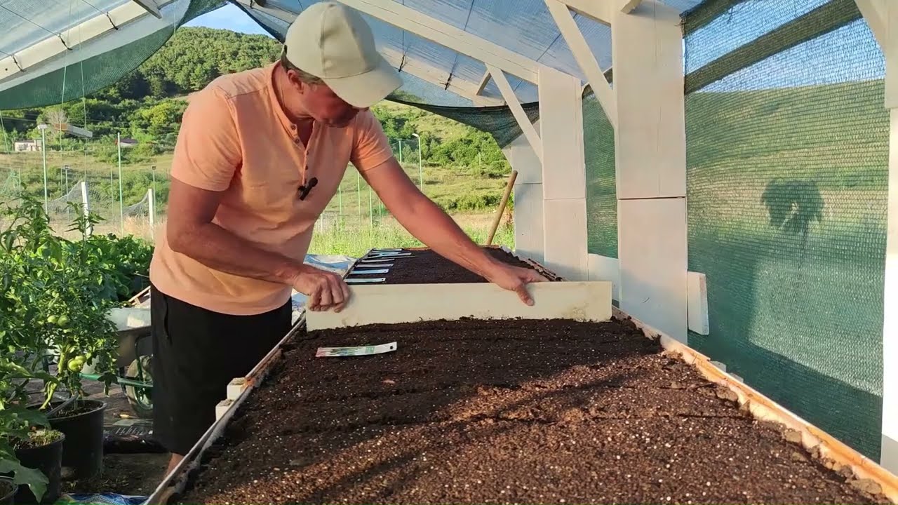Ce mai plantăm în luna iulie? Ce semănăm în această lună de vară?