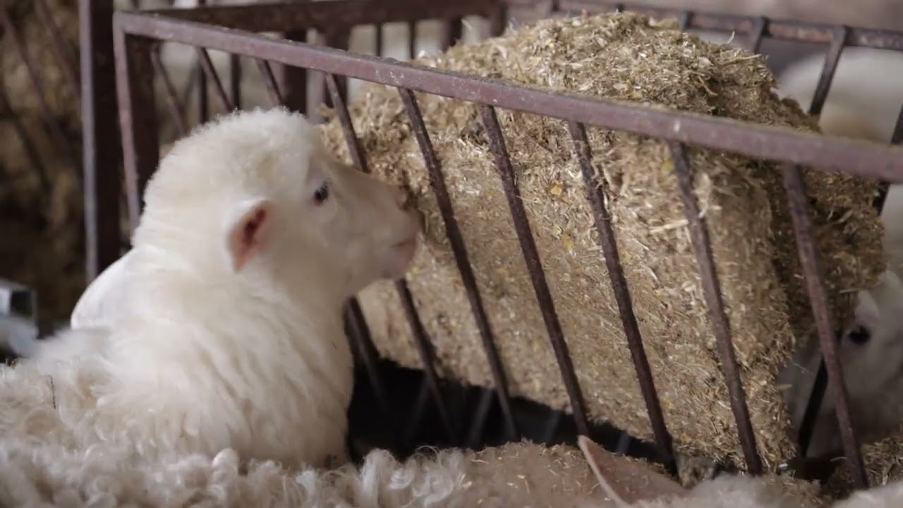Spot Fiberfeed - Produttori Arborea