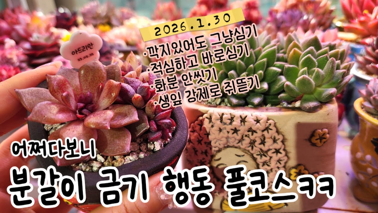 🚫초보분들은 보지마세요!🚫 혼란이 올 수 있는 다육이 분갈이 영상ㅋㅋ