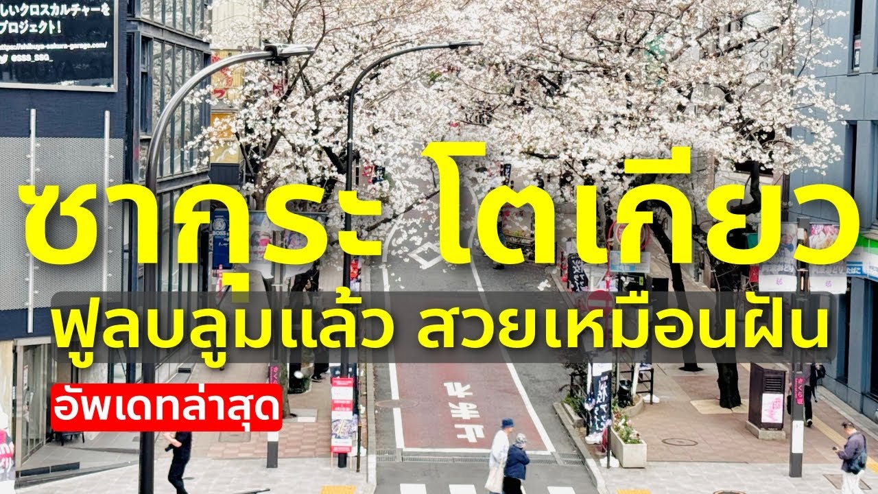 เที่ยวญี่ปุ่น ชม 3 พิกัดชมซากุระกลางโตเกียว ชิบูย่า ชมความงามล่าสุด Tokyo Shibuya Sakura