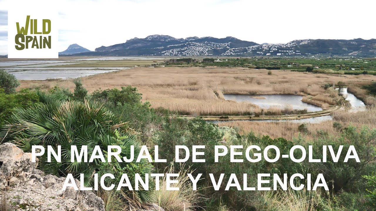 Wild Spain - Capítulo 207 - Parque Natural Marjal de Pego Oliva, Alicante y Valencia.