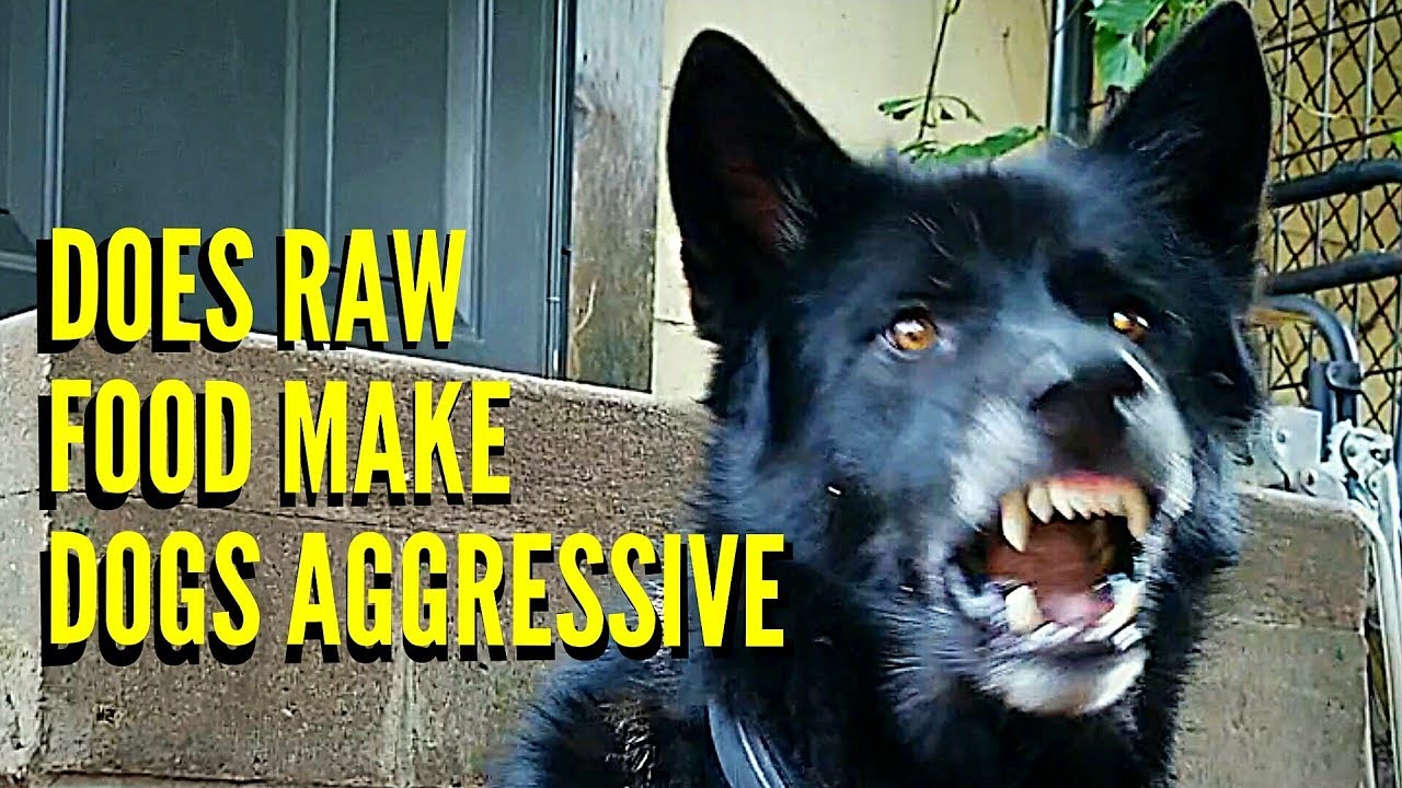 Does RAW Food Make Dogs Aggressive