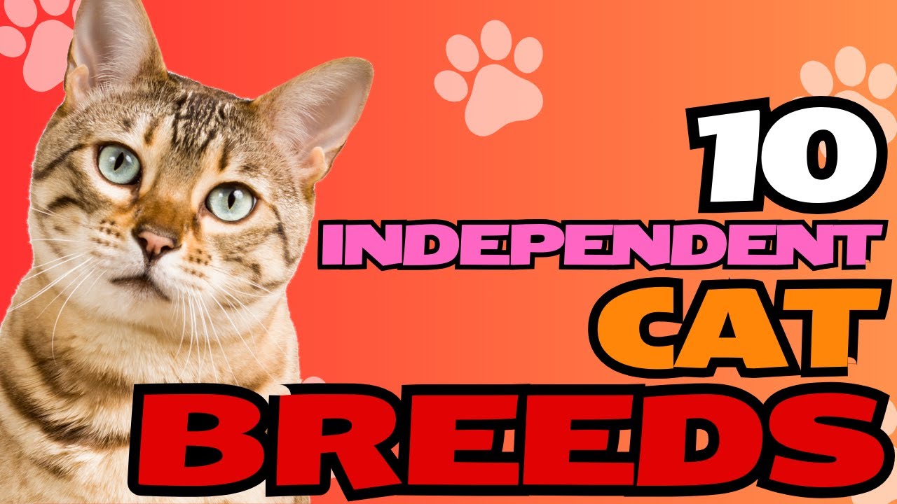 10 Independent Cat Breeds 🐾😺