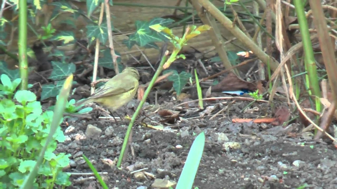 Chiff Chaff in  the garden  (Phillocopus Collybita) UK