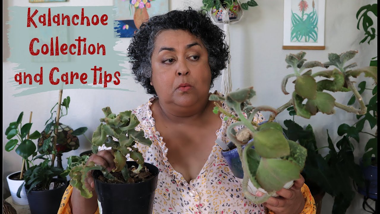 Kalanchoe Collection and Care Tips